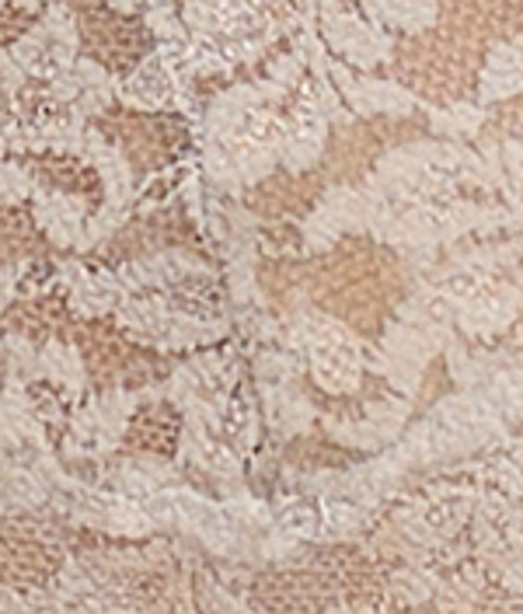 Signature Lace Low Rise Thong